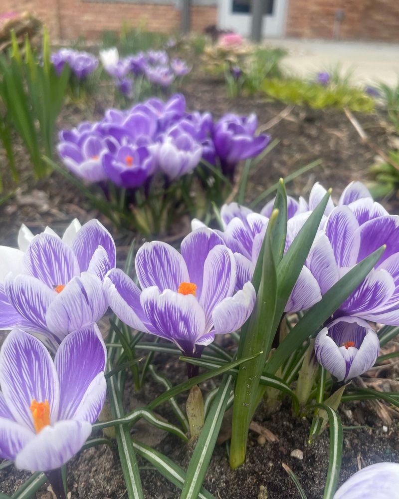 Crocuses Need To Be In The Ground This Fall To Get Their Winter Chill