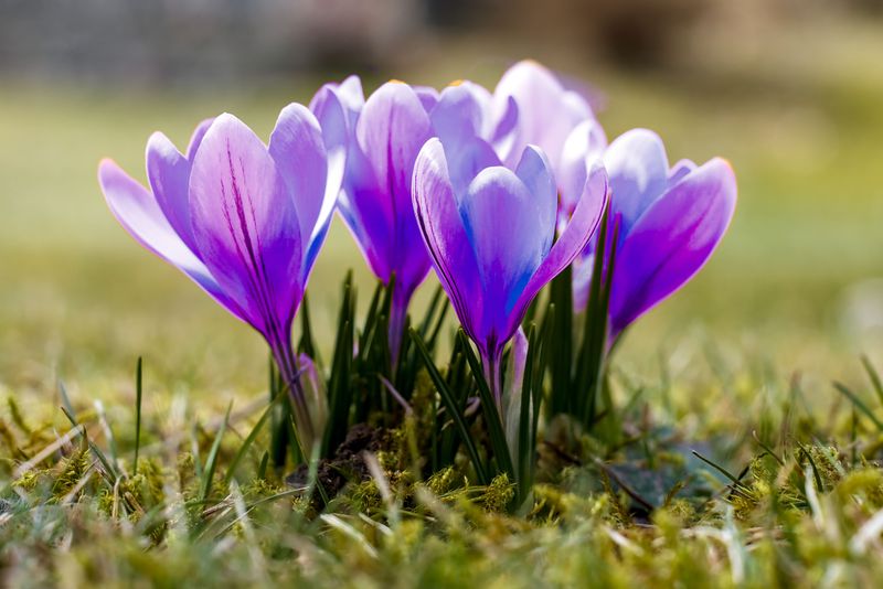Crocuses Open The Show With Early Spring Color