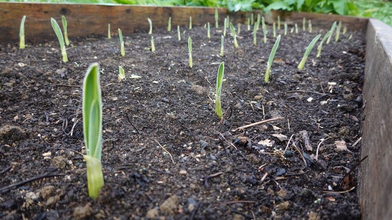 Crop Rotation And Clean Habits For Healthy Beds