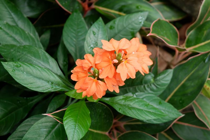 Crossandra