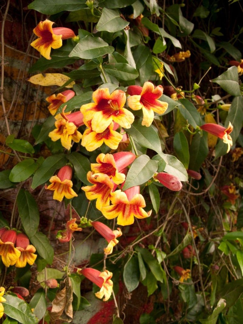 Crossvine