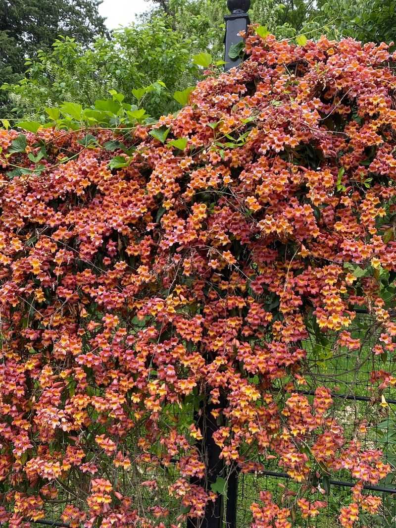 Crossvine, The Evergreen Hummingbird Magnet