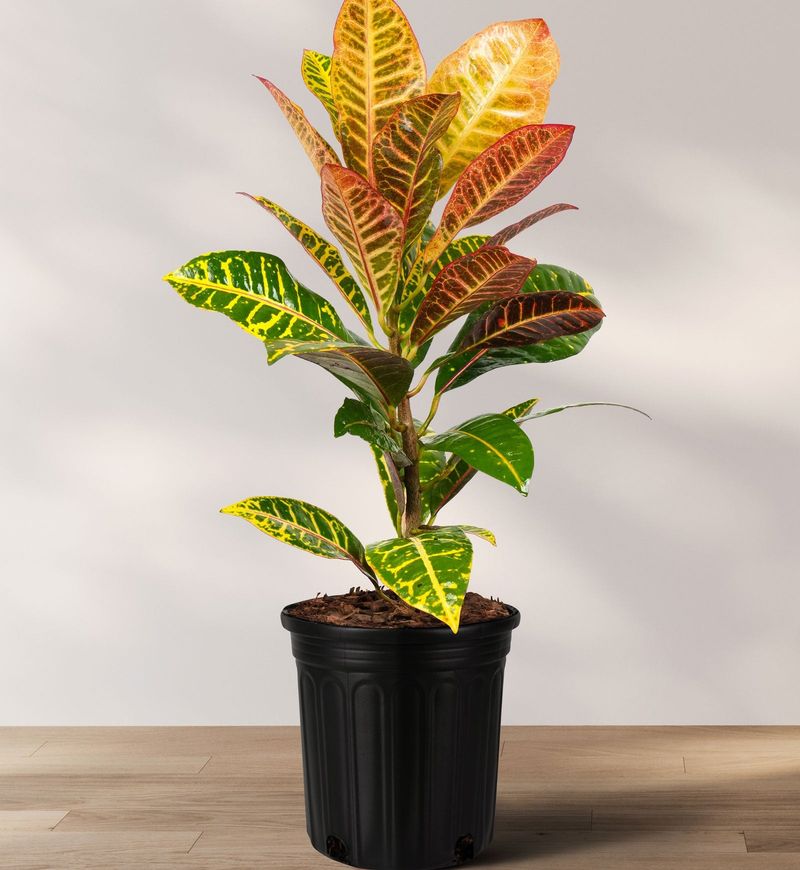 Croton Croton