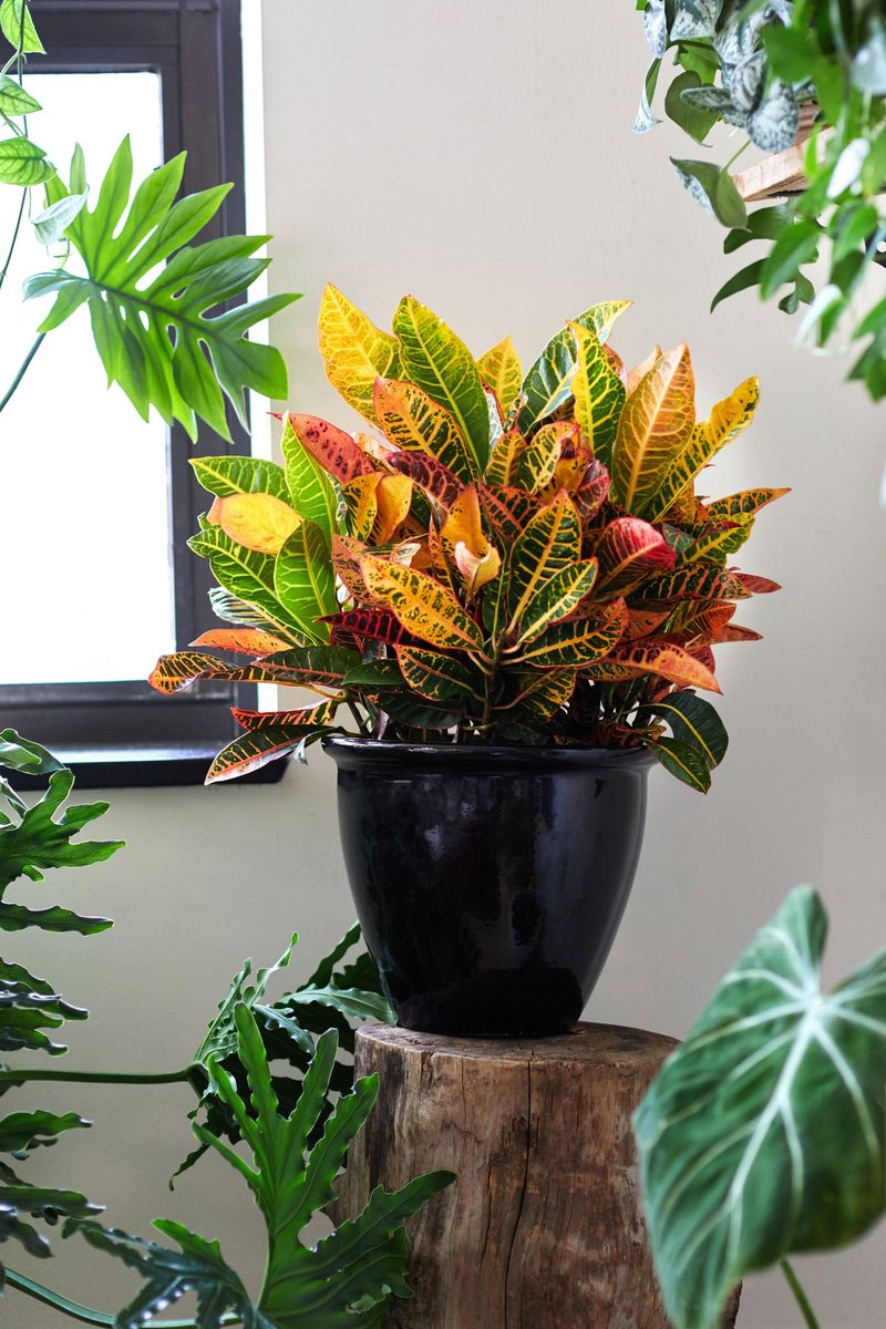 Crotons Come Inside Before Anything Else
