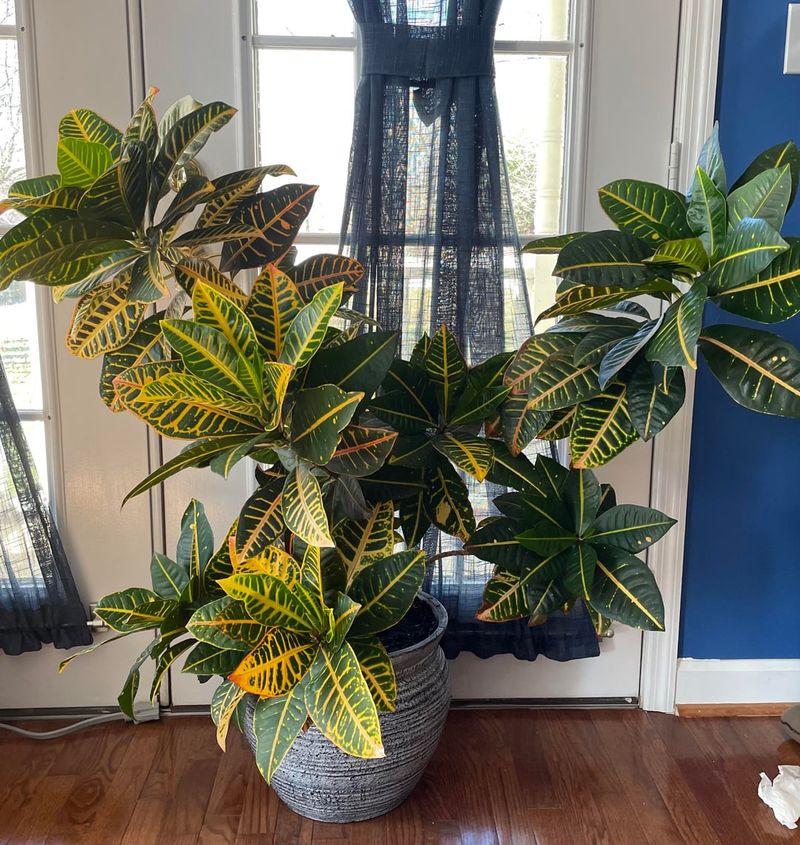 Crotons Need Warm Conditions To Keep Their Colorful Leaves Crotons Need Warm Conditions To Keep Their Colorful Leaves
