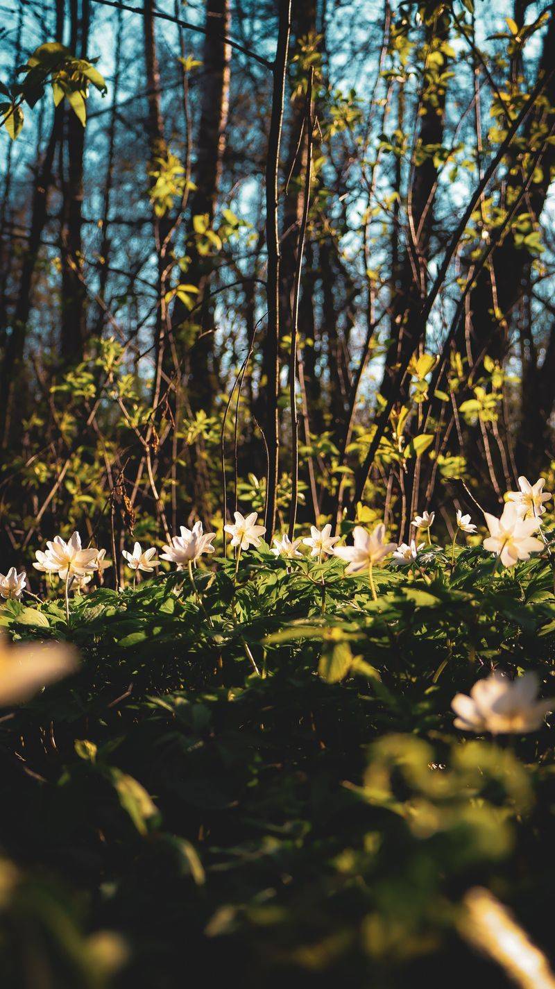Crowded Anemone Clumps Divide Best When Spring Shoots Appear