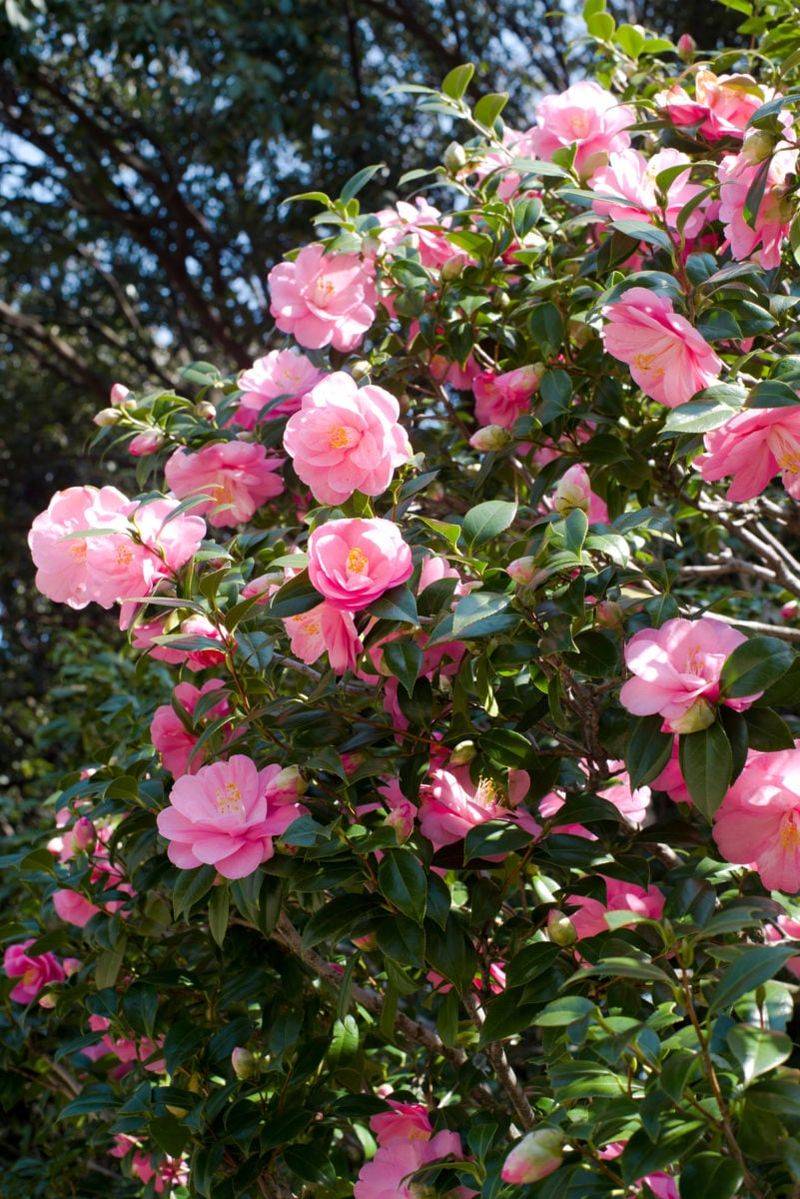 Crowded Buds Compete For The Same Energy