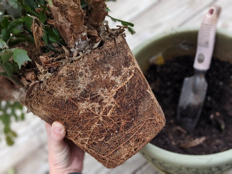 Crowded Roots Are Squeezing Your Christmas Cactus Pot