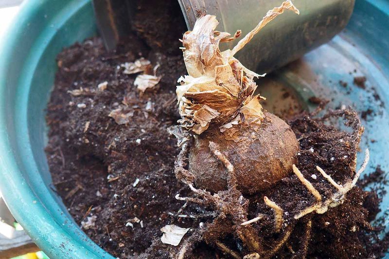 Crowded Roots Can Leave Your Amaryllis Pushing Out Of The Pot