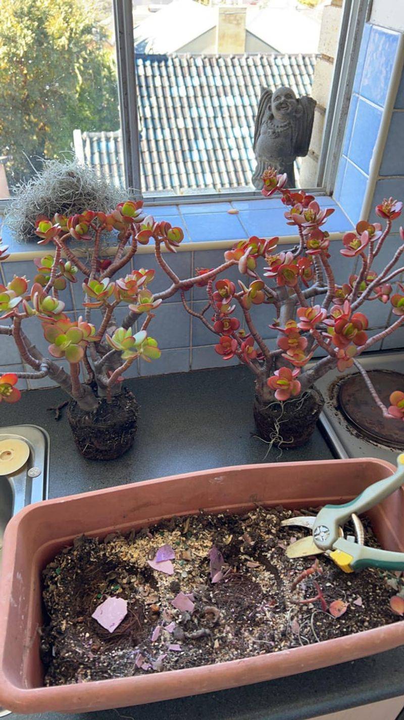 Crowded Roots Need Repotting Crowded Roots Need Repotting