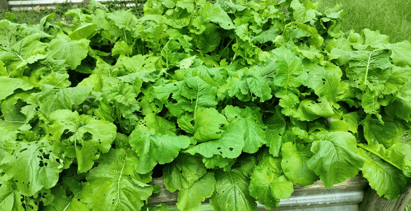 Crowded Rows Can Look Lush While Roots Stay Small Crowded Rows Can Look Lush While Roots Stay Small