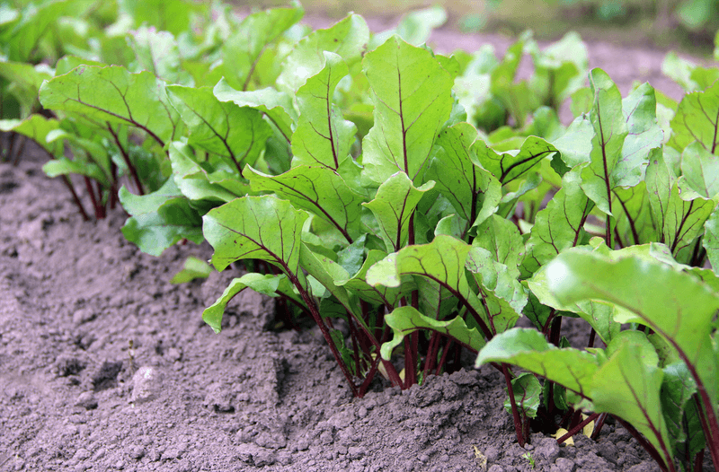 Crowded Seedlings Steal Each Other's Root Space Crowded Seedlings Steal Each Other's Root Space