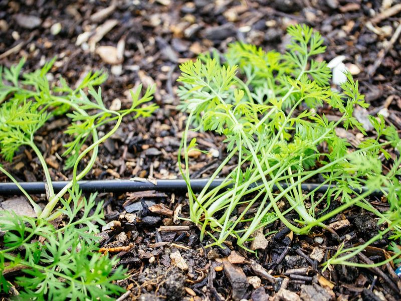 Crowded Seedlings Twist Around Each Other Crowded Seedlings Twist Around Each Other