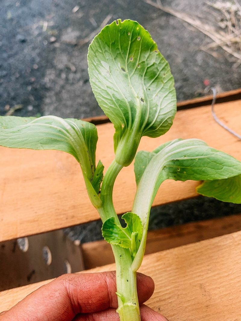 Crowding And Transplant Shock Stress The Plants Crowding And Transplant Shock Stress The Plants