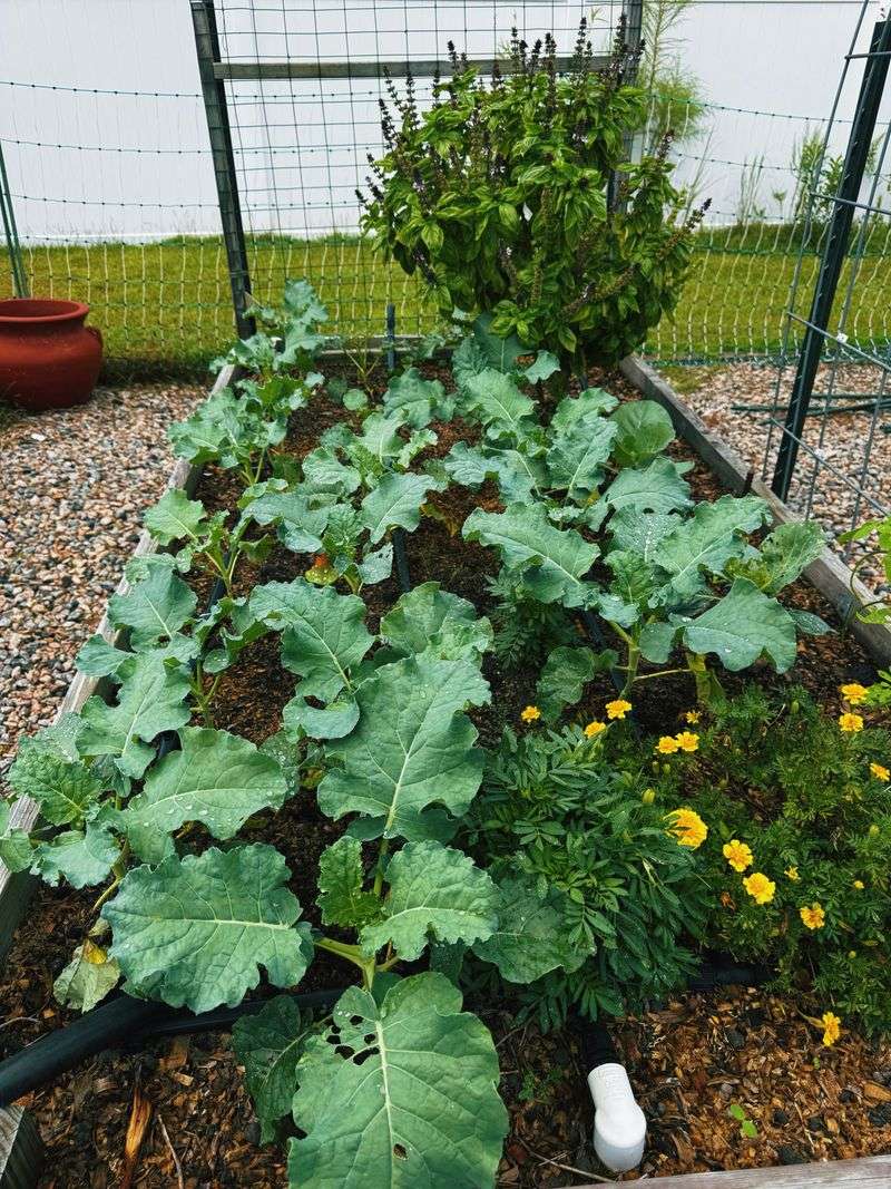 Crowding And Weeds Compete For Resources