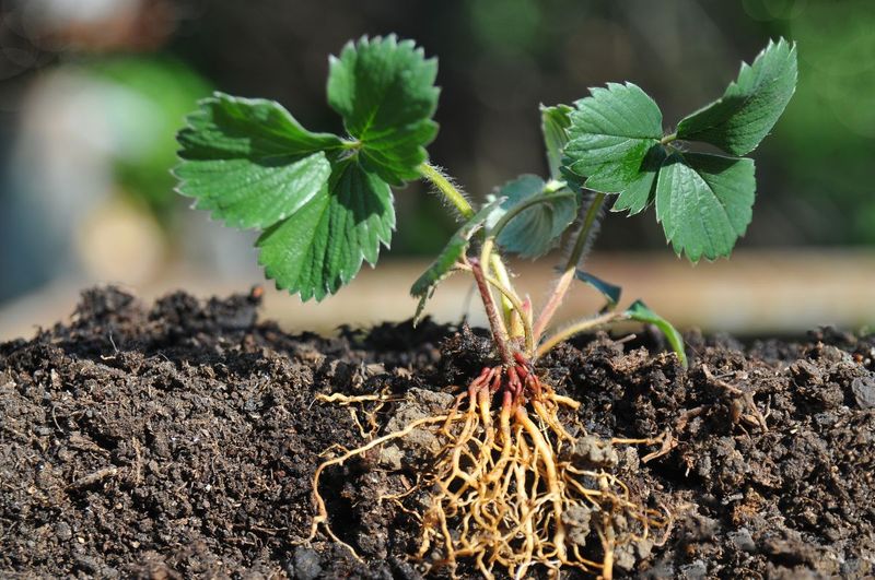 Crown Depth Matters When Planting Crown Depth Matters When Planting