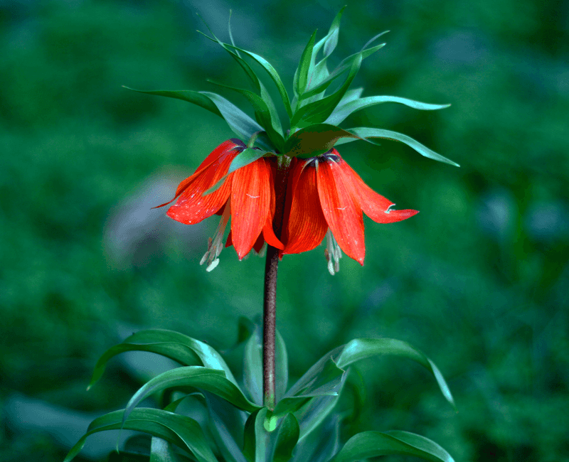 Crown Imperial Crown Imperial