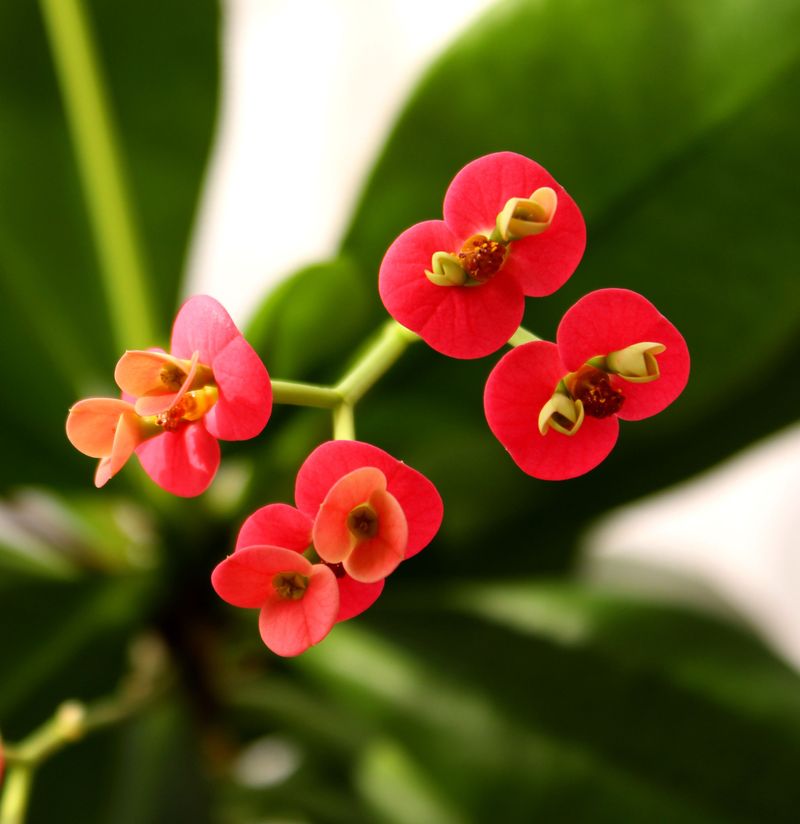 Crown Of Thorns