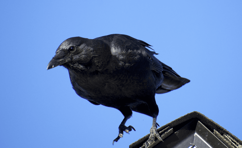 Crows Are Highly Intelligent And Social