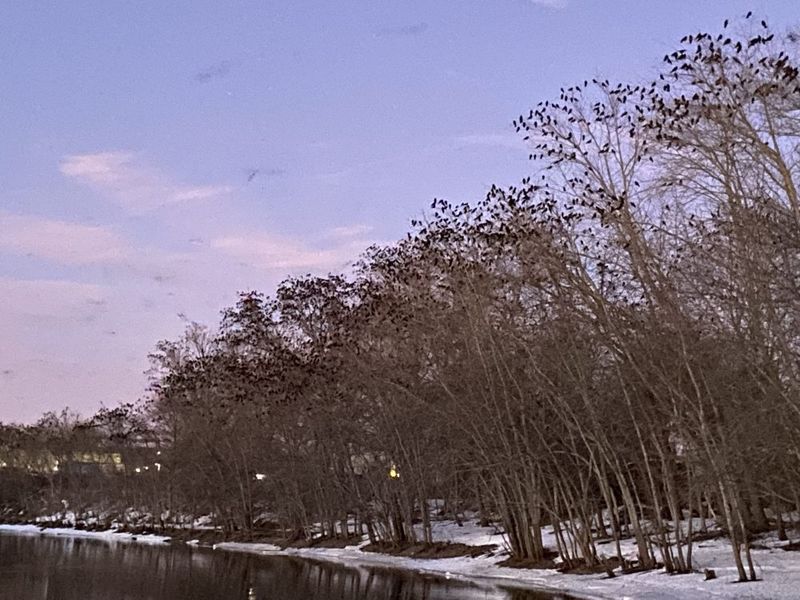 Crows Gather In Huge Communal Roosts In Cold Months