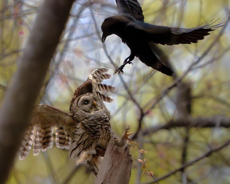 Crows Squawking Around One Tree May Be Harassing A Hidden Owl Crows Squawking Around One Tree May Be Harassing A Hidden Owl