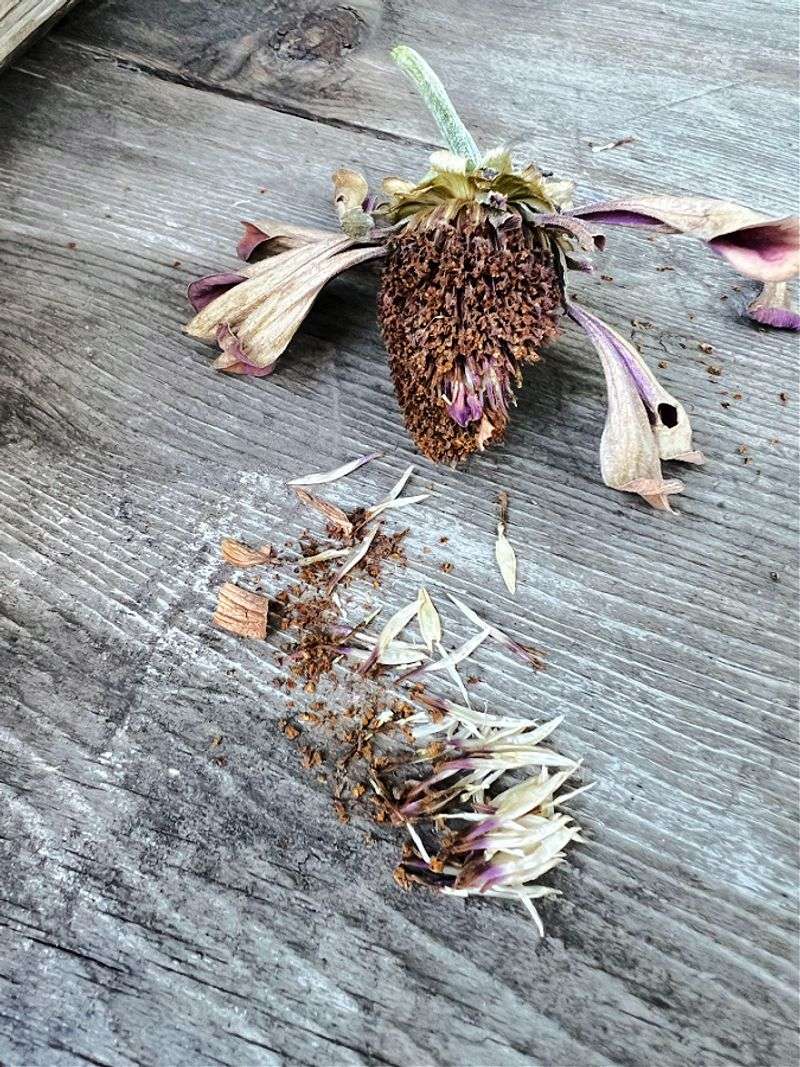 Crumble A Dried Zinnia Head And Look For Arrow-Shaped Seeds