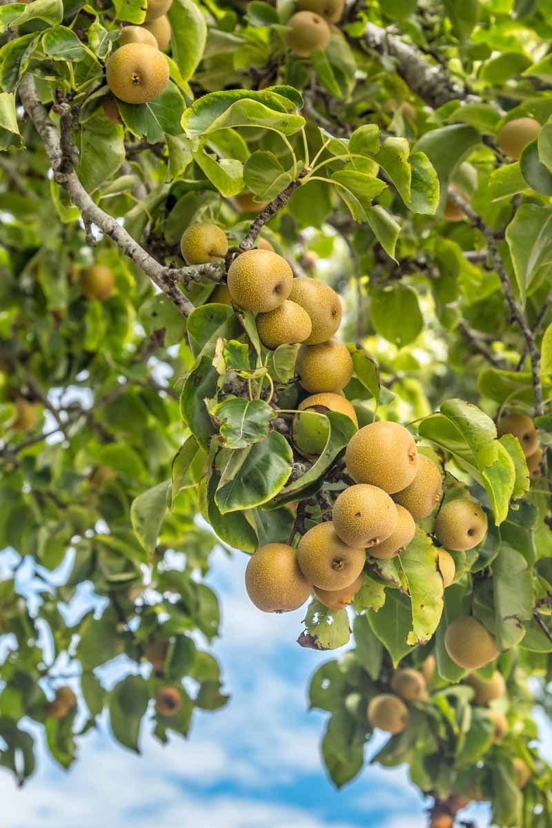 Crunchy Harvests Worth The Wait