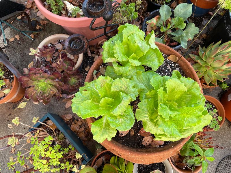 Crunchy Lettuce Thrives In Patio Pots