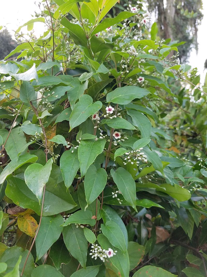 Crushed Leaves Give Off A Skunk-Like Odor