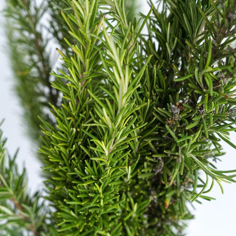 Crushed Leaves Release A Sharp, Pine-Like Scent Crushed Leaves Release A Sharp, Pine-Like Scent