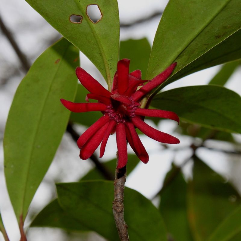 Crushed Leaves Release A Spicy Licorice Like Scent Crushed Leaves Release A Spicy Licorice Like Scent