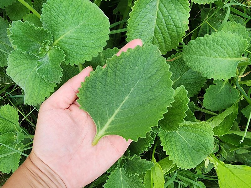 Cuban Oregano Shrugs Off Downpours Cuban Oregano Shrugs Off Downpours