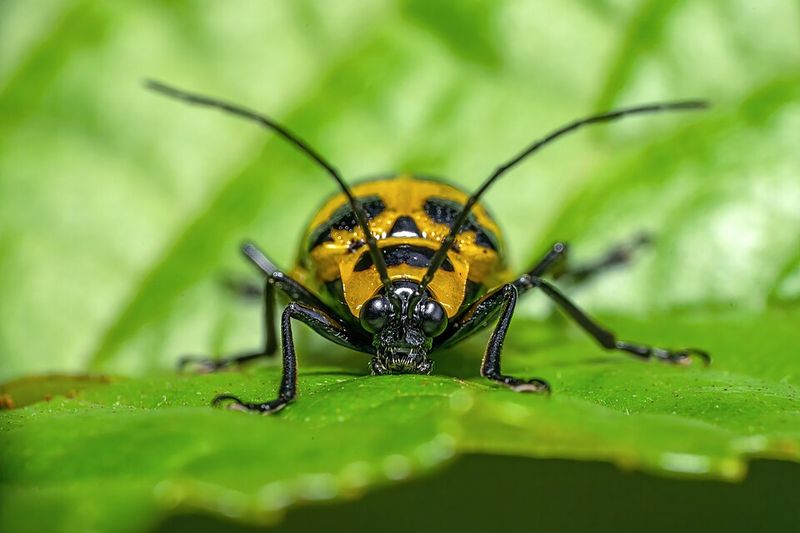 Cucumber Beetles Sheltering Along Weedy Edges