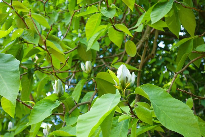 Cucumber Magnolia Makes A Stately Shade Tree Cucumber Magnolia Makes A Stately Shade Tree