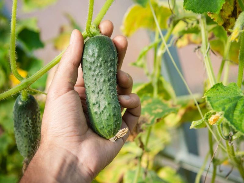 Cucumbers Need Picking Before Frost Damages Their Vines Cucumbers Need Picking Before Frost Damages Their Vines