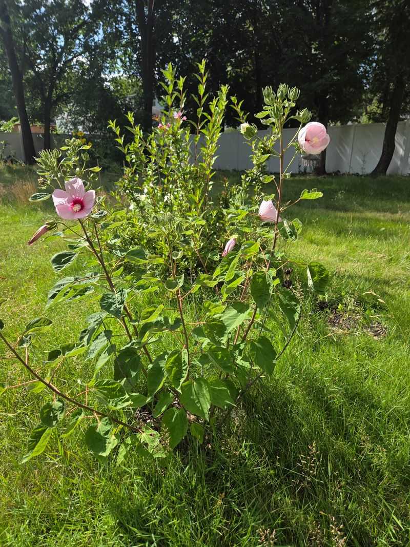 Cultivars Get Their Own Separate Ratings