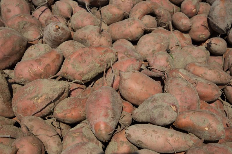 Cure Edible Sweet Potatoes In Warm, Humid Conditions Cure Edible Sweet Potatoes In Warm, Humid Conditions