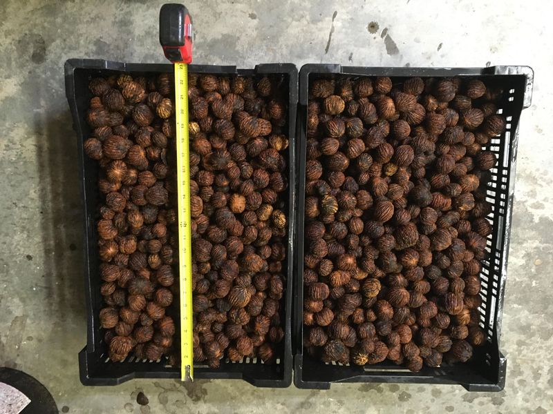Cure Nuts For Several Weeks Cure Nuts For Several Weeks