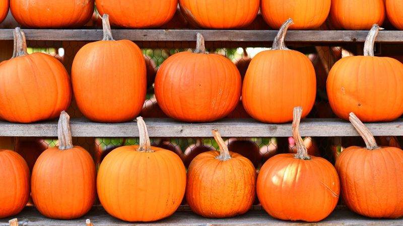Cure Pumpkins And Gourds Before Displaying Or Storing 