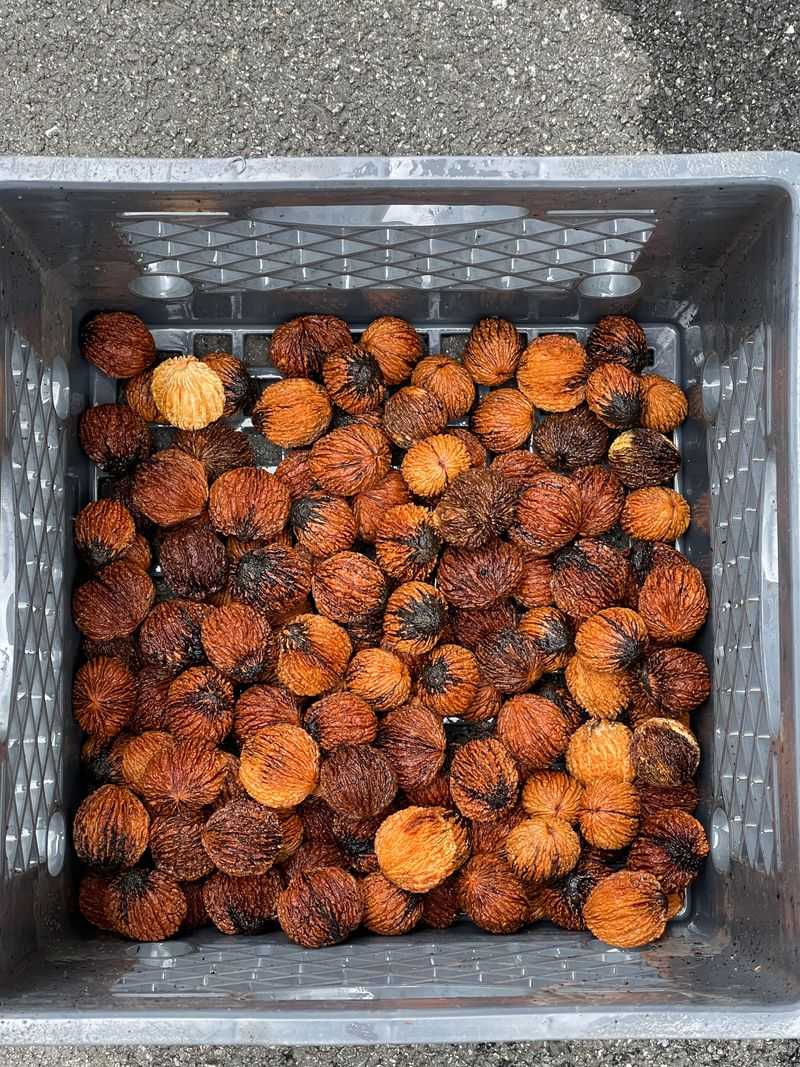 Cure The Nuts For A Few Weeks Before Cracking