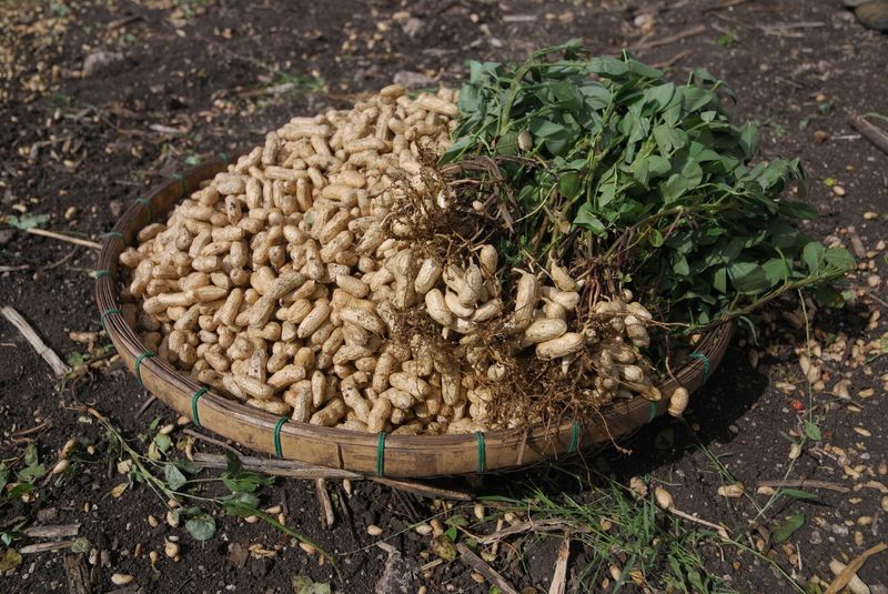 Cure The Pods Before Roasting