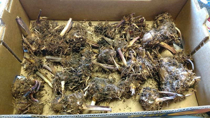 Cure Them In A Warm, Dry, Shaded Spot Cure Them In A Warm, Dry, Shaded Spot