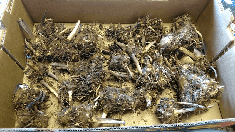 Cure Tubers In A Warm, Dry Spot
