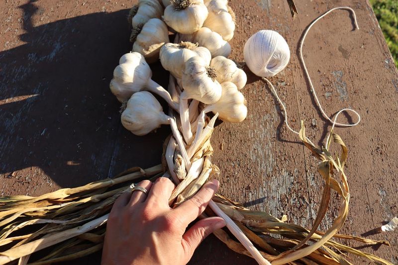 Cure the bulbs, then braid while the stems still bend