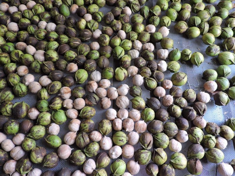 Curing Methods For Fresh Shagbark Nuts