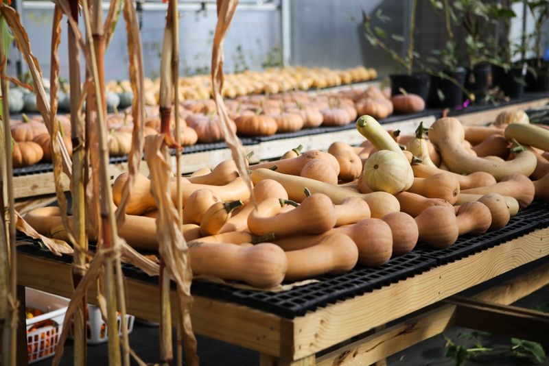 Curing Winter Squash Toughens The Rind For The Long Haul Curing Winter Squash Toughens The Rind For The Long Haul