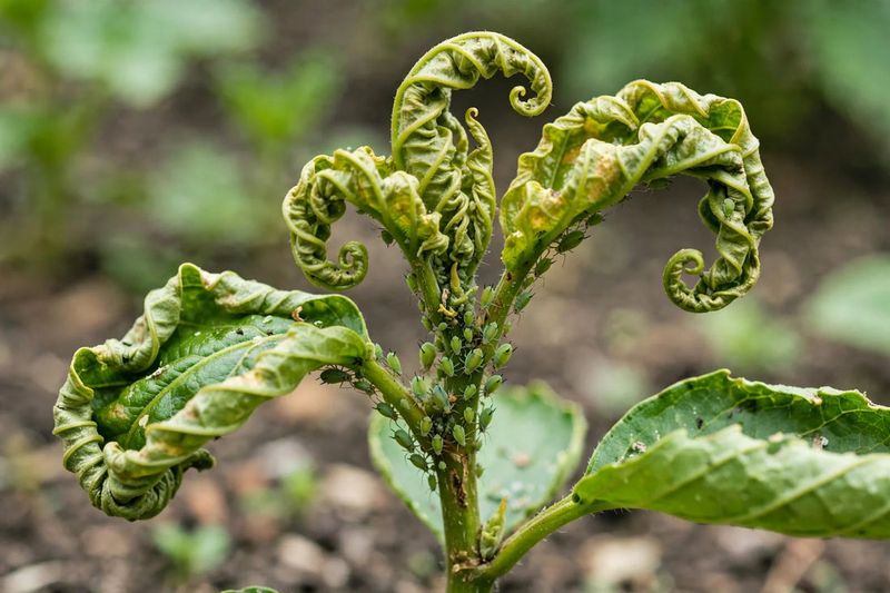 Curled Leaves Could Signal A Virus Risk 