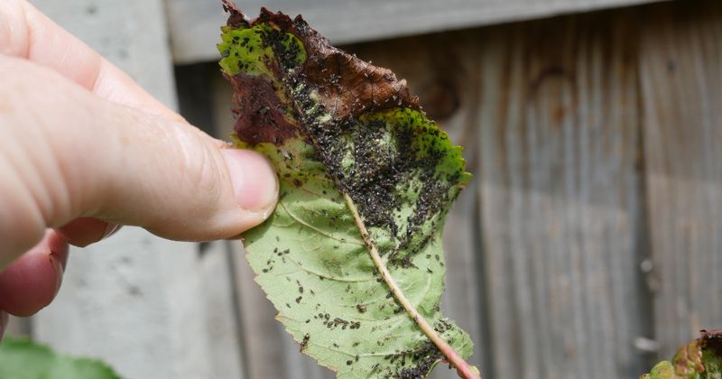 Curled Leaves Hide Whole Colonies