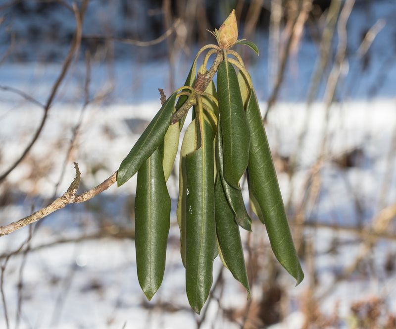 Curled Leaves In Cold Weather Are Normal