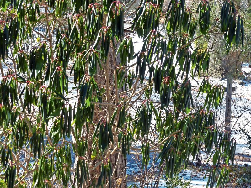 Curled Leaves In Cold Weather Are Normal